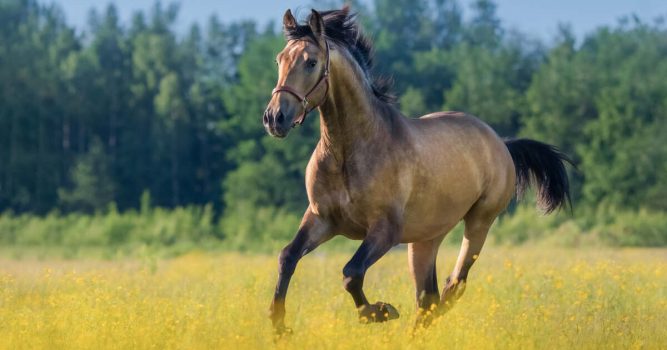 Andalusian horse in summer blooming field. Beautiful summer landscape.