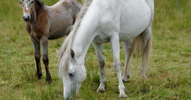 Connemara Pony