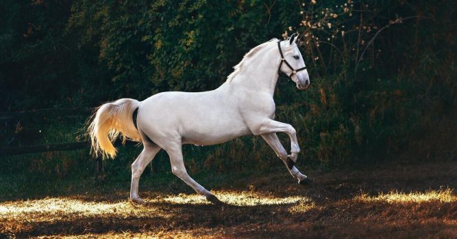 Lipizzaner auf einer Wiese im Halbschatten