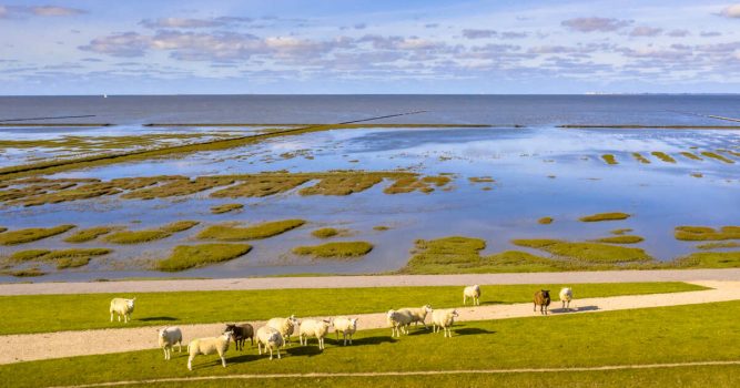 Ostfriesland: Schafe sonnen sich am Deich an der Küste