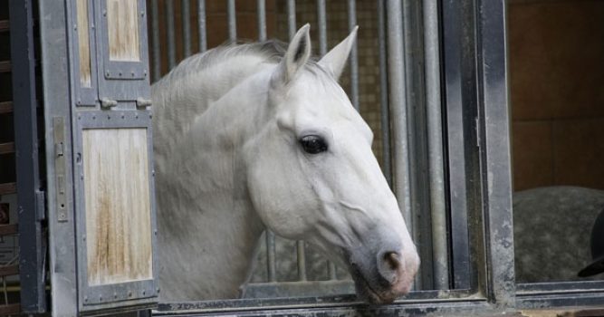 Pferd-hofreitschule